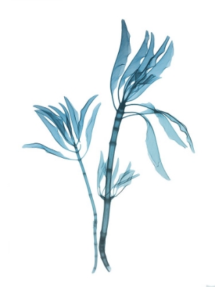 Picture of BLUE LEUCADENDRON