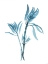 Picture of BLUE LEUCADENDRON