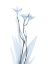 Picture of LIGHT FREESIA