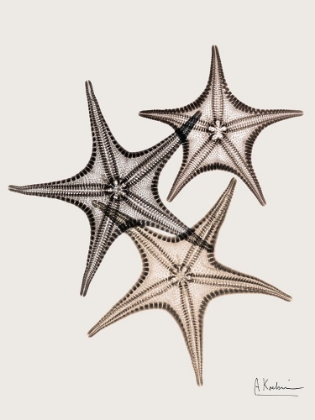 Picture of _SAND STARFISH