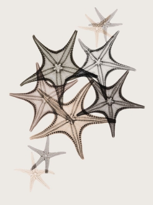 Picture of SAND STARFISH 2