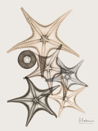Picture of SAND STARFISH 3