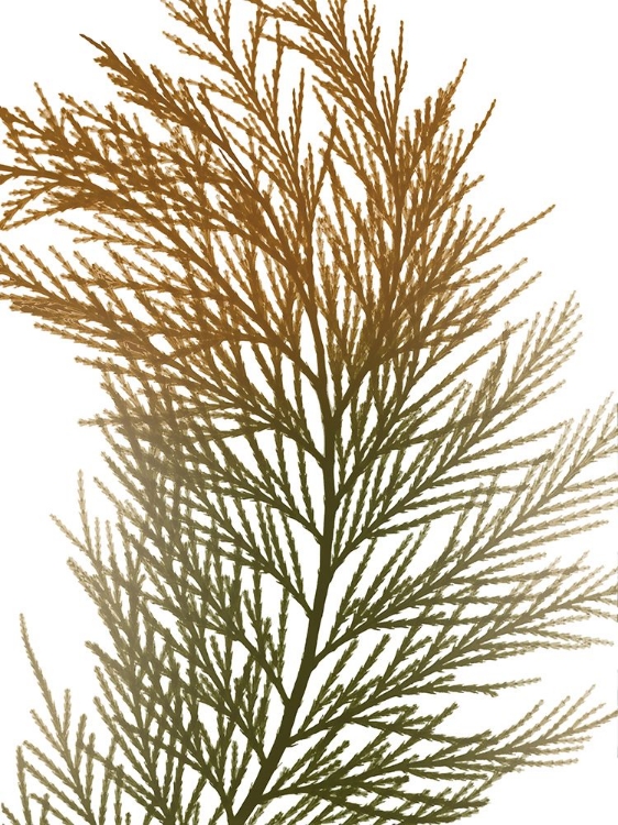 Picture of URBAN INCENSE CEDAR