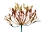 Picture of URBAN LILY