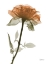Picture of URBAN ROSE 1
