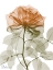 Picture of URBAN JUNGLE ROSE 1
