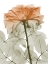 Picture of URBAN JUNGLE ROSE 2