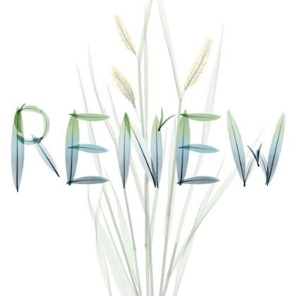 Picture of RENEW
