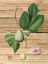 Picture of PRESSED FRUIT 2