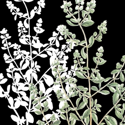 Picture of BOTANICAL SAGE AND WHITE 1