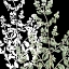 Picture of BOTANICAL SAGE AND WHITE 1