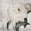 Picture of TRADITIONAL PEONY