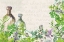 Picture of FRESH HERBS 5