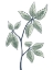 Picture of ILLUSTRATED BOTANICALS