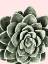 Picture of SUCCULENT BEAUTY