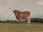 Picture of DESOLATE STEER