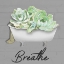 Picture of BREATHE SUCCULENT