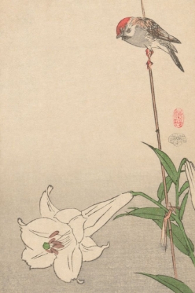 Picture of SMALL BIRD ON LILY PLANT., 1893