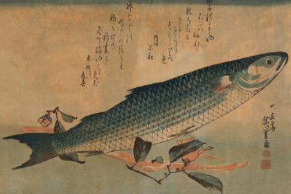 Picture of STRIPED MULLET, 1834