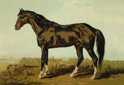Picture of DONGOLA HORSE, 1900