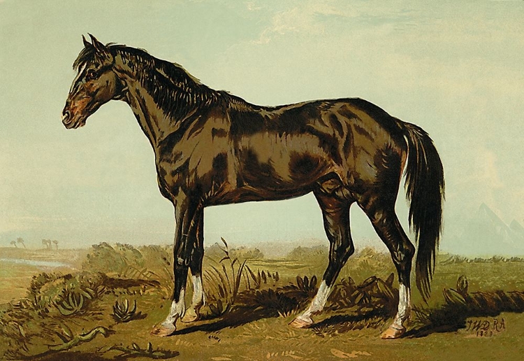 Picture of DONGOLA HORSE, 1900