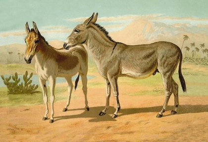 Picture of ABYSSINIAN MALE AND INDIAN ONAGER FEMALE, 1900