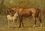 Picture of THOROUGHBRED MARE AND FOAL, 1900