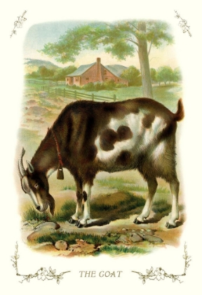 Picture of THE GOAT, 1900