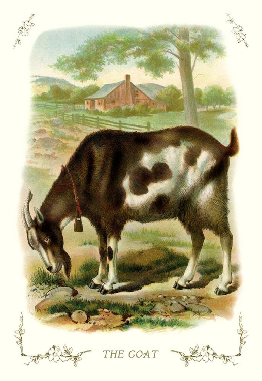 Picture of THE GOAT, 1900