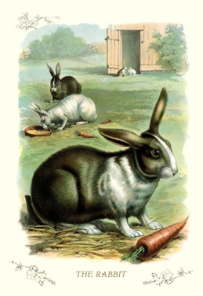 Picture of THE RABBIT, 1900