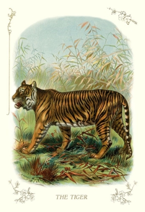 Picture of THE TIGER, 1900