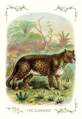 Picture of THE LEOPARD, 1900