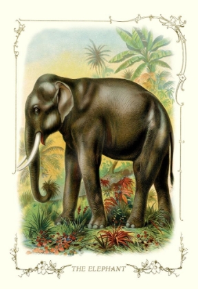Picture of THE ELEPHANT, 1900