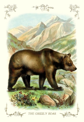 Picture of THE GRIZZLY BEAR, 1900