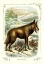 Picture of THE WOLF, 1900