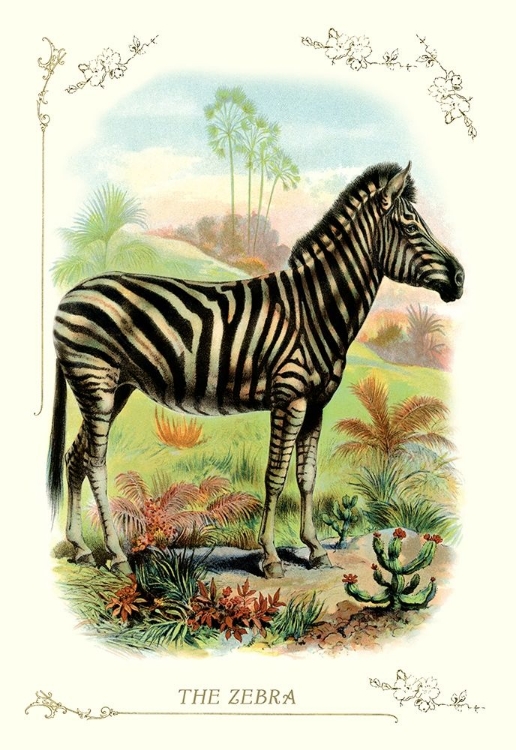 Picture of THE ZEBRA, 1900