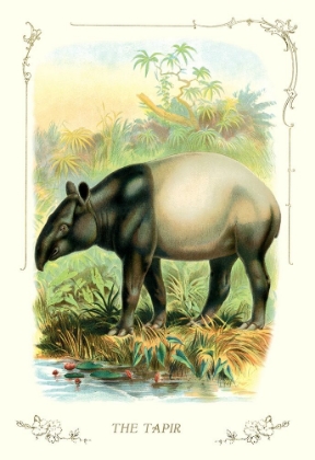 Picture of THE TAPIR, 1900