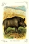 Picture of THE WILD BOAR, 1900