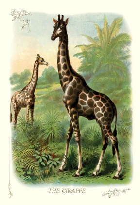 Picture of THE GIRAFFE, 1900