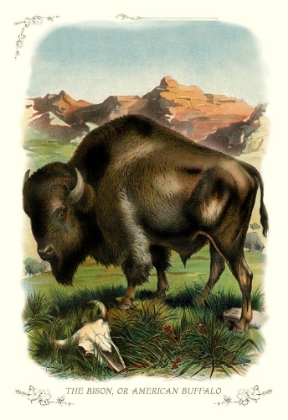 Picture of THE BISON, OR AMERICAN BUFFALO, 1900