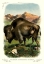 Picture of THE BISON, OR AMERICAN BUFFALO, 1900