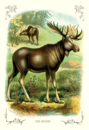 Picture of THE MOOSE, 1900