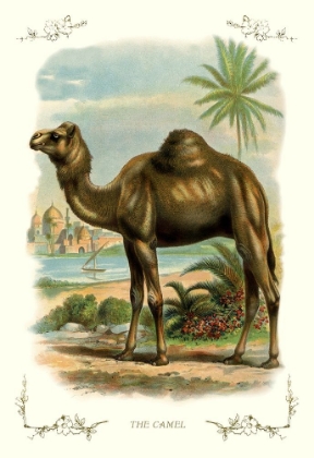 Picture of THE CAMEL, 1900