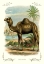 Picture of THE CAMEL, 1900
