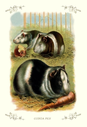 Picture of GUINEA PIGS, 1900