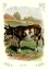 Picture of THE COW, 1900