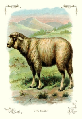 Picture of THE SHEEP, 1900