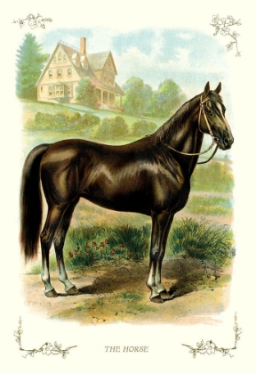 Picture of THE HORSE, 1900