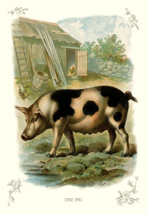 Picture of THE PIG, 1900