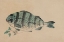 Picture of STRIPED BASS